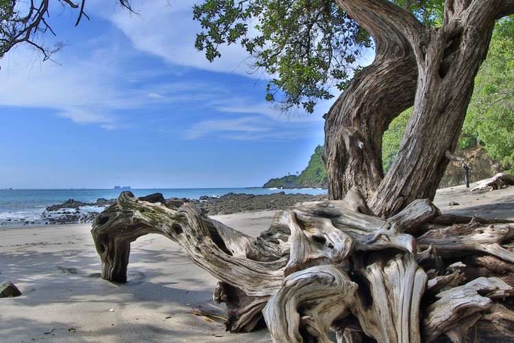 Playa Flamingo beach with driftwood and calm sea